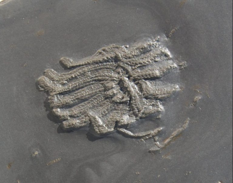 Bundenbach Medusaster