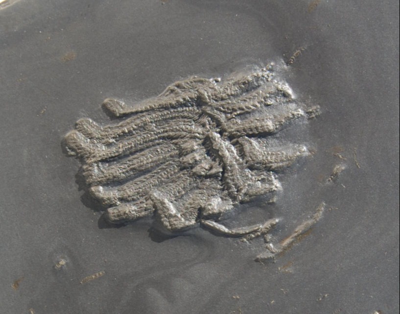 Bundenbach Medusaster