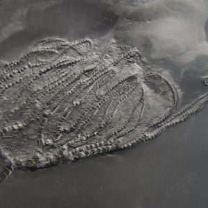 Bundenbach Taxocrinus