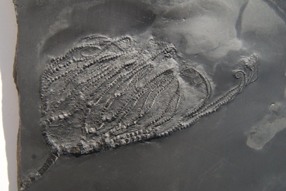 Bundenbach Taxocrinus