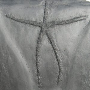 Bundenbach Urasterella