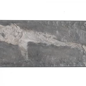 Small fish Saurostomus from Holzmaden on dark slate in full view