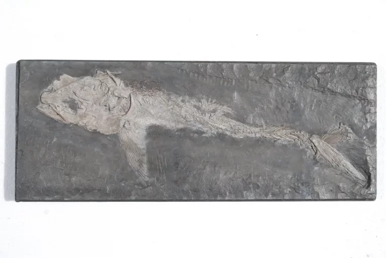 Small fish Saurostomus from Holzmaden on dark slate in full view