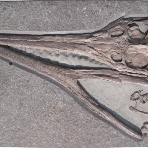 Crocodile skull Steneosaurus from Holzmaden on dark slate in full view