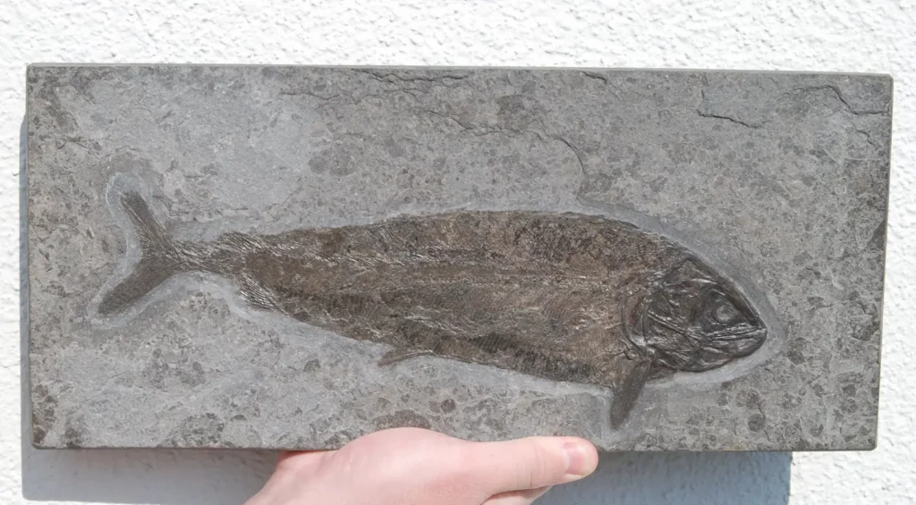 Kleiner Fisch Hypsocormus aus Holzmaden auf dunkler Schieferplatte in Gesamtsicht