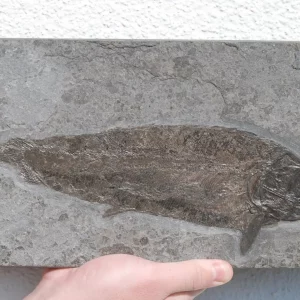 Small fish Hypsocormus from Holzmaden on dark slate in full view