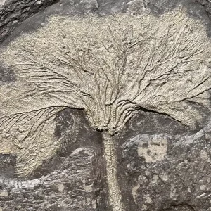 Sea lily Seirocrinus, pyritic yellow, from Holzmaden on dark slate in total view