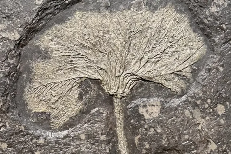 Sea lily Seirocrinus, pyritic yellow, from Holzmaden on dark slate in total view