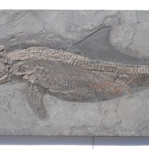 Ichthyosaur reptile from Holzmaden on dark slate in full view