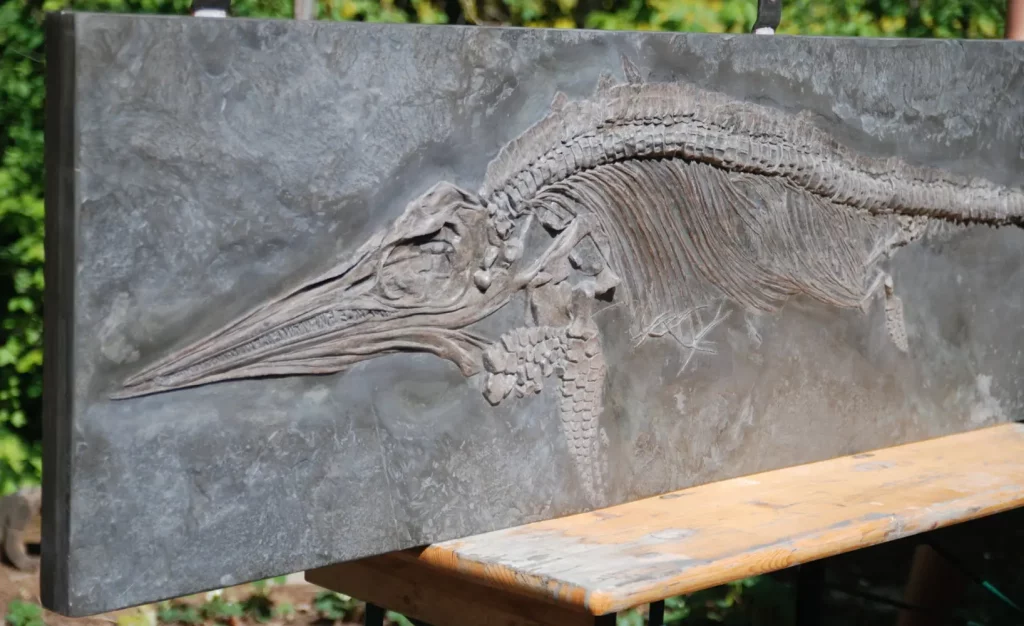 Holzmaden Ichthyosaurus