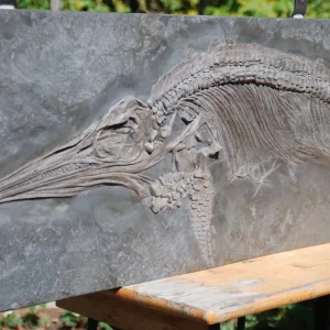 Holzmaden Ichthyosaur