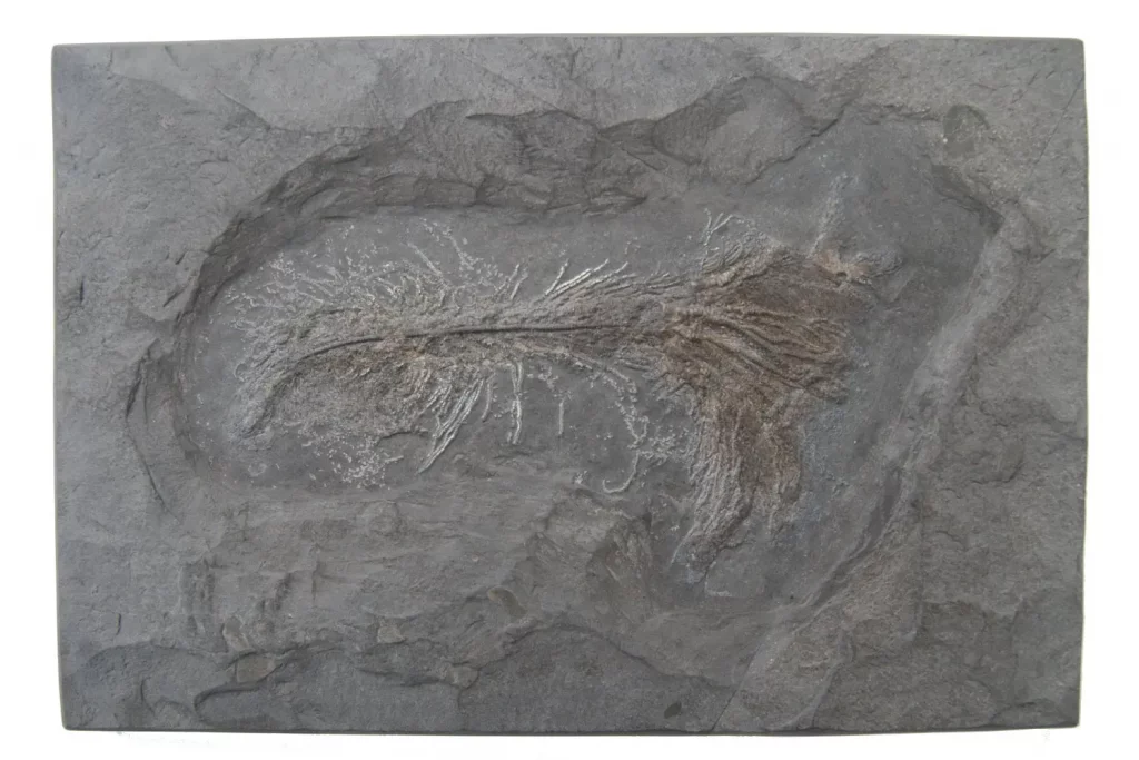 Sea lily Pentacrinus from Holzmaden on dark slate in general view