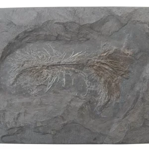 Sea lily Pentacrinus from Holzmaden on dark slate in general view