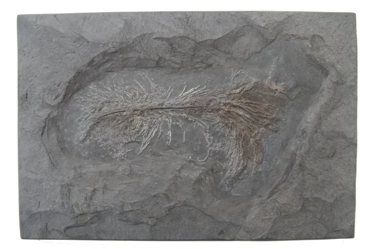 Sea lily Pentacrinus from Holzmaden on dark slate in general view