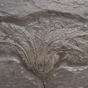 Seelilie Seirocrinus aus Holzmaden auf dunkler Schieferplatte in Gesamtansicht