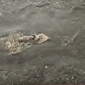 Tintenfisch Phragmoteuthis Ichthyosaurus aus Holzmaden auf dunkler Schieferplatte in Gesamtansicht