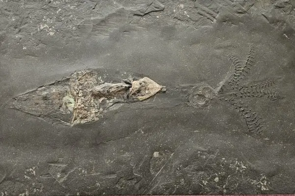 Cuttlefish Phragmoteuthis Ichthyosaur from Holzmaden on dark slate in general view