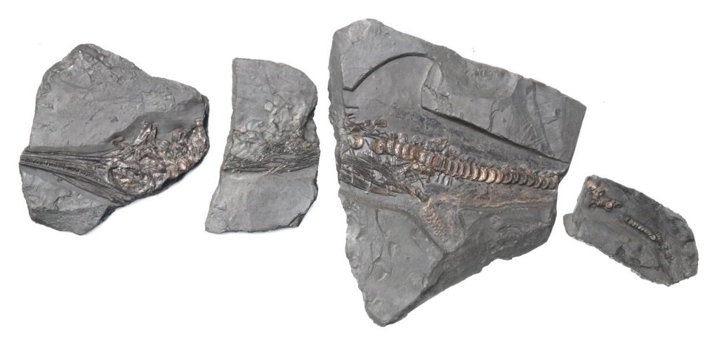 Fischsaurier Ichthyosaurus Fragmente aus Holzmaden auf dunkler Schieferplatte in Gesamtansicht