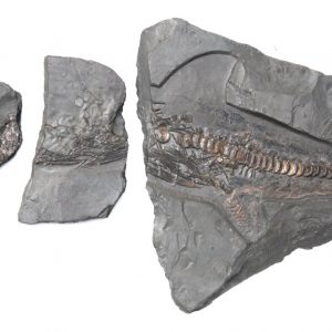 Ichthyosaur reptile fragments from Holzmaden on dark slate in full view
