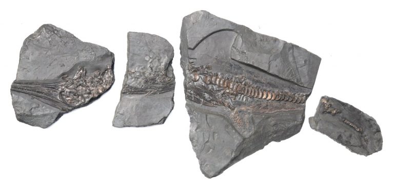 Ichthyosaur reptile fragments from Holzmaden on dark slate in full view