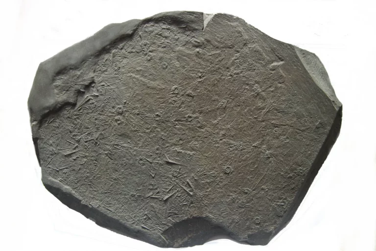 50 Seeigel Diademopsis aus Holzmaden auf dunkler Schieferplatte in Gesamtansicht