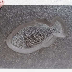 Großer Fisch Dapedium aus Holzmaden auf dunkler Schieferplatte in Gesamtansicht