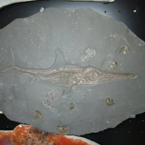 Reptile Ichthyosaur from Holzmaden on dark slate in general view