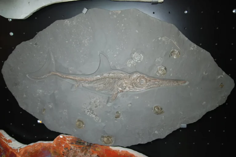 Reptile Ichthyosaur from Holzmaden on dark slate in general view