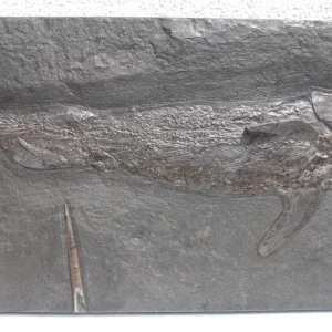 Fish Pachycormus from Holzmaden on dark slate in general view