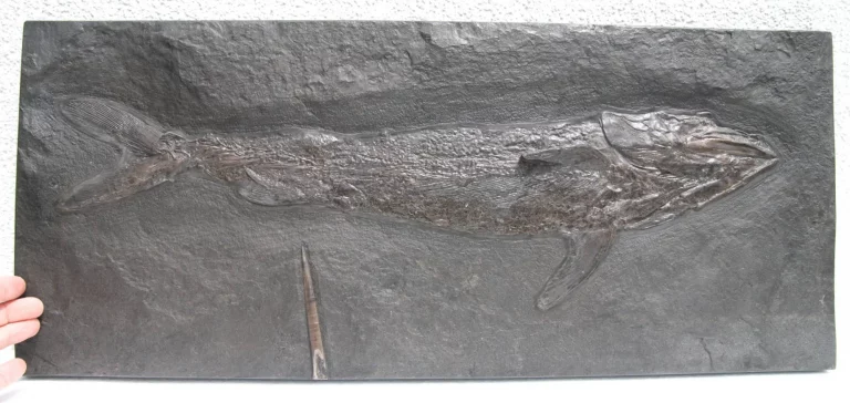 Fish Pachycormus from Holzmaden on dark slate in general view
