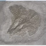 Small sea lily colony Seirocrinus from Holzmaden on dark slate in general view