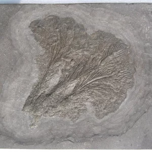 Small sea lily colony Seirocrinus from Holzmaden on dark slate in general view