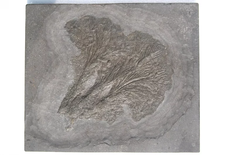 Kleine Seelilienkolonie Seirocrinus aus Holzmaden auf dunkler Schieferplatte in Gesamtansicht