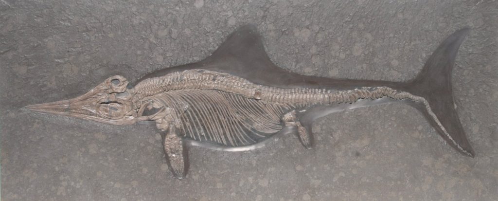Großer Fischsaurier Ichthyosaurus aus Holzmaden auf dunkler Schieferplatte in Gesamtansicht