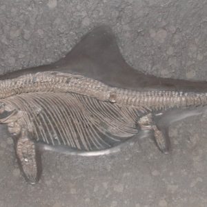 Large fish dinosaur Ichthyosaurus from Holzmaden on dark slate in full view