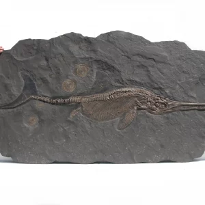 Fish dinosaur Ichthyosaurus from Holzmaden on dark slate in general view, with skin outline