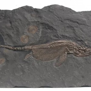 Fischsaurier Ichthyosaurus aus Holzmaden auf dunkler Schieferplatte in Gesamtansicht, mit Hautumriss