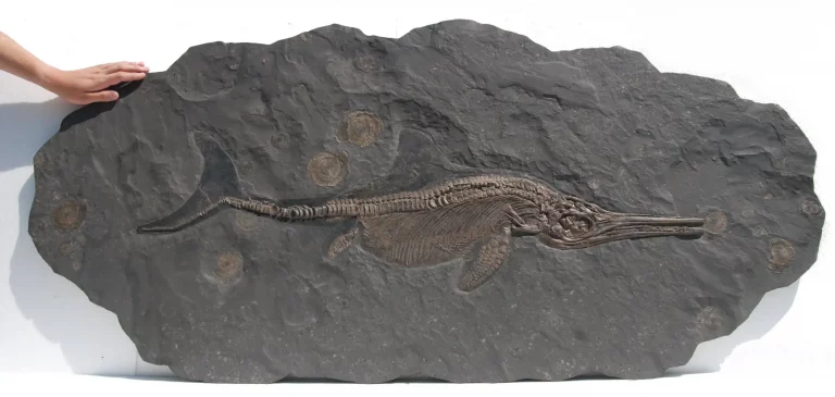 Fischsaurier Ichthyosaurus aus Holzmaden auf dunkler Schieferplatte in Gesamtansicht, mit Hautumriss