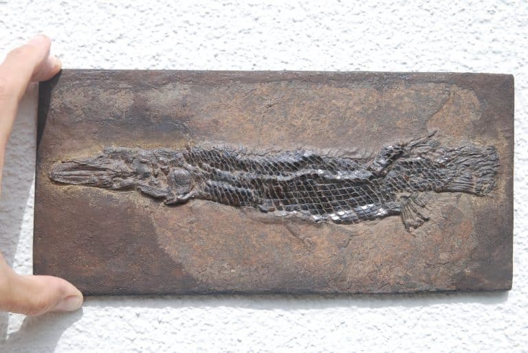 Messel Atractosteus
