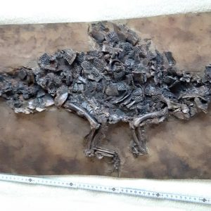Messel Diplocynodon