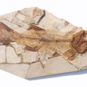 Solnhofen Ionoscopus