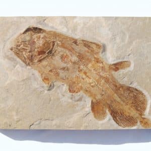 Solnhofen Holophagus