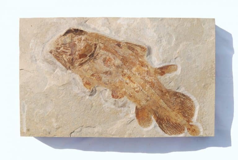 Solnhofen Holophagus