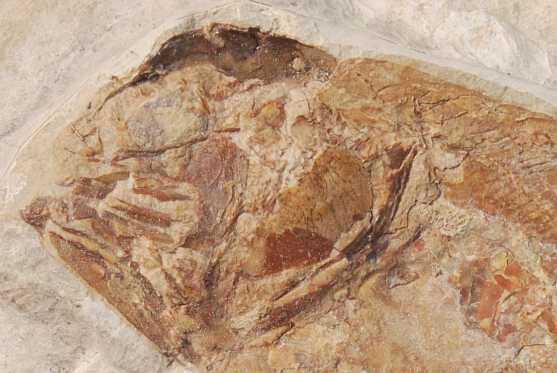 Solnhofen Holophagus