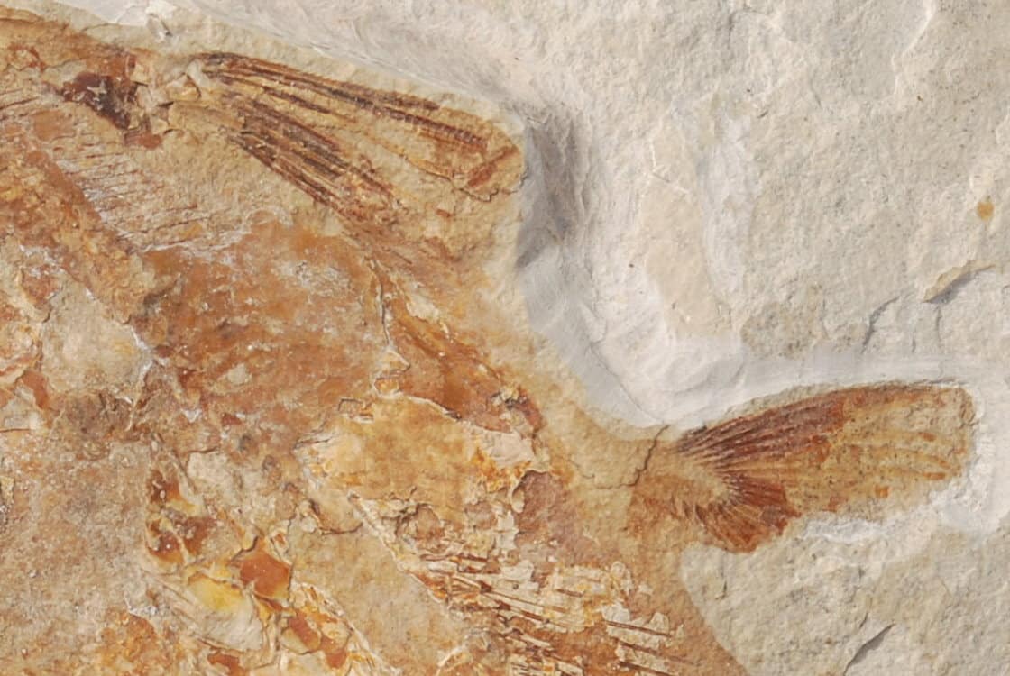 Solnhofen Holophagus