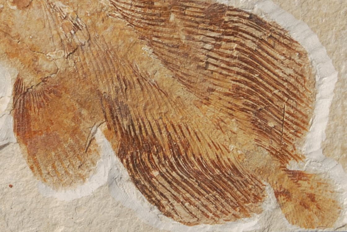 Solnhofen Holophagus