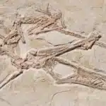 Flugsaurier Rhamphorhynchus aus Solnhofen im Detail.