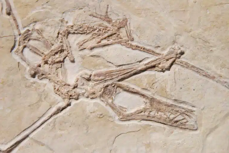 Detail of the pterosaur Rhamphorhynchus from Solnhofen.