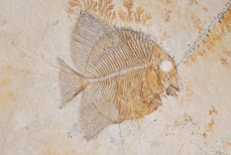 Pufferfish Gyronchus from Solnhofen in general view.