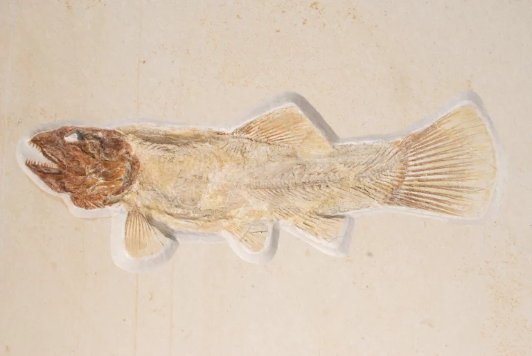 Besenfisch Amiopsis aus Solnhofen im Gesamtansicht.